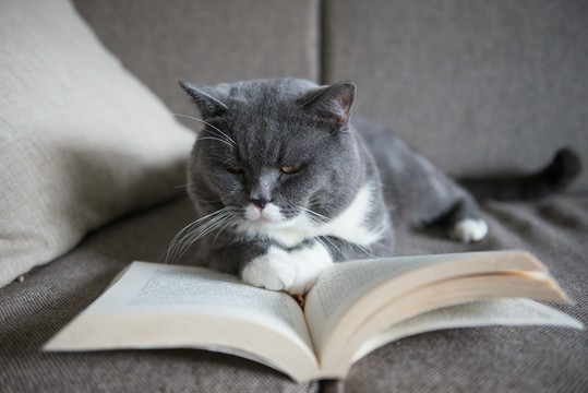 szary kot leżący nad otwartą książką